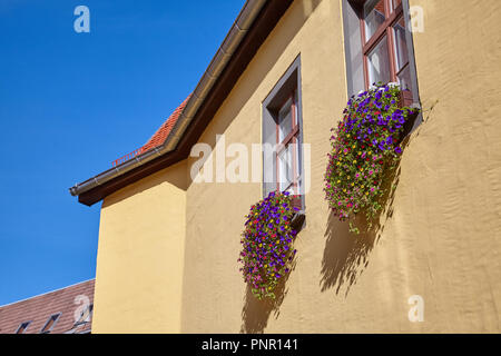 Close-up su windows con pittoresco dei vasi da fiori in storiche case in legno a Erfurt, capitale di Thuringa, Germania Foto Stock