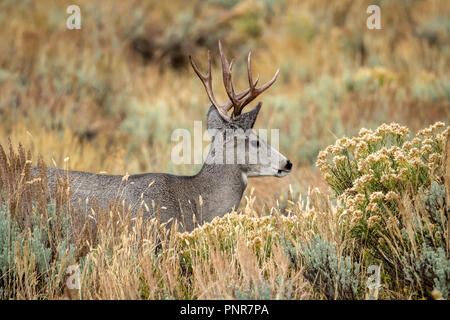 Nero-tailed deer nel Parco Nazionale di Yellowstone Foto Stock