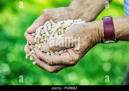 Premuto in legno agglomerati in forma di pellets di biomassa in mano uomo vecchio. Foto Stock
