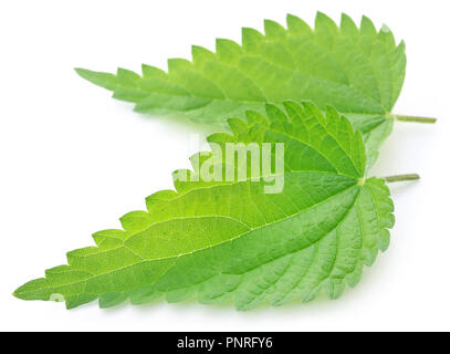 Green Ortica foglie che hanno molti tipi di valore madicinal su sfondo bianco Foto Stock