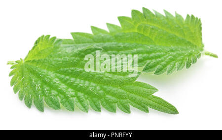 Green Ortica foglie che hanno molti tipi di valore madicinal su sfondo bianco Foto Stock