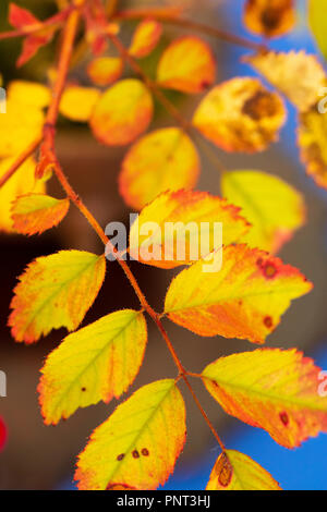 Giallo autunno sfondo foglia Foto Stock