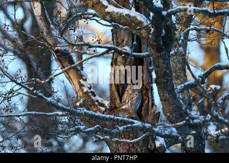 Allocco (Strix aluco) che spuntavano del nesting e foro di appoggio. Europa Foto Stock