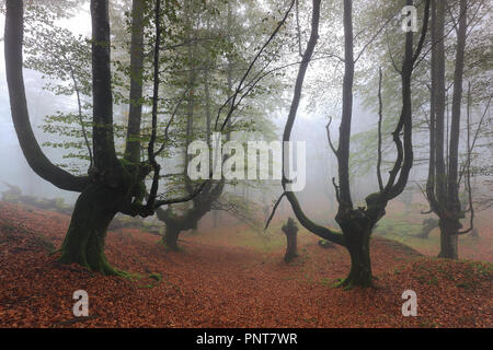 Misty foresta di faggio a Gorbea NP (Biscaglia, Paese Basco) Foto Stock