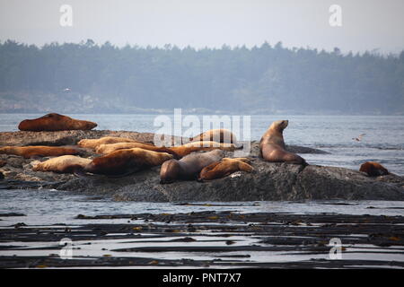 Stella dei leoni di mare sulla gara Rocks off Victoria sull isola di Vancouver, BC, Canada Foto Stock