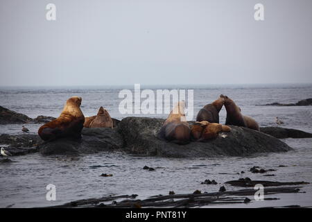 Stella dei leoni di mare sulla gara Rocks off Victoria sull isola di Vancouver, BC, Canada Foto Stock