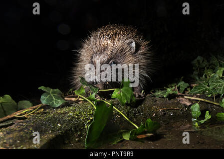 Unione Riccio Erinaceus europaeus provenienti da bere a bagno di Uccelli nel giardino di notte Holt Norfolk Foto Stock