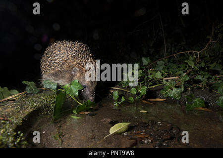 Unione Riccio Erinaceus europaeus provenienti da bere a bagno di Uccelli nel giardino di notte Holt Norfolk Foto Stock