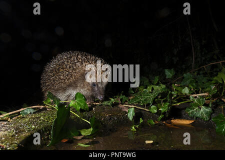 Unione Riccio Erinaceus europaeus provenienti da bere a bagno di Uccelli nel giardino di notte Holt Norfolk Foto Stock