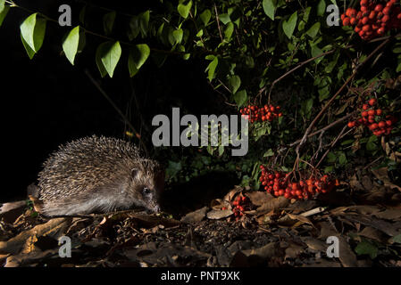 Unione Riccio Erinaceus europaeus nel giardino di notte Holt Norfolk Foto Stock