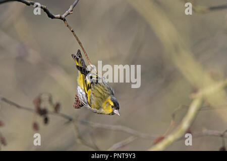 Eurasian Lucherino Spinus spinus alimentazione maschio su Alder Minsmere Suffolk tardo inverno Foto Stock