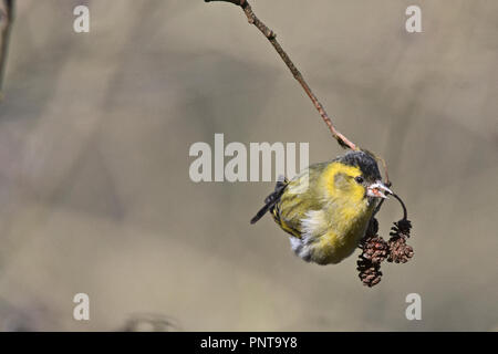 Eurasian Lucherino Spinus spinus alimentazione maschio su Alder Minsmere Suffolk tardo inverno Foto Stock