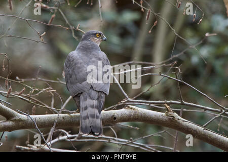 Eurasian Sparviero Accipiter nisus Minsmere femmina Suffolk primavera Foto Stock