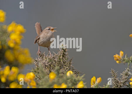 Scricciolo Troglodytes troglodytes nella canzone su heath North Norfolk molla Foto Stock