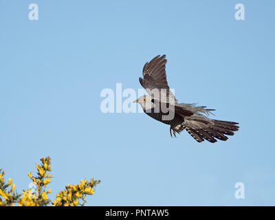 Cuculo comune Cuculus canorus maschio del distretto di picco possono Foto Stock