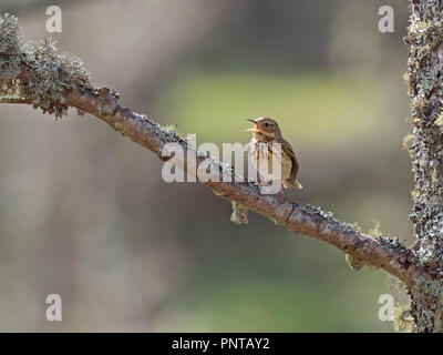 Tree Pipit Anthus trivialis nella canzone Aviemore Highlands scozzesi possono Foto Stock
