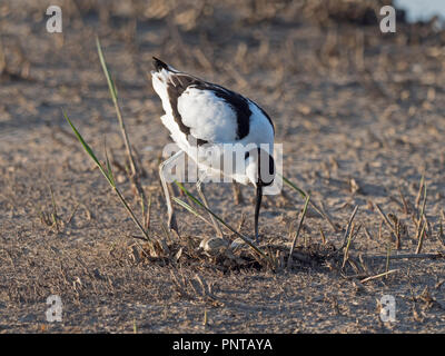 Pied Avocetta Recurvirostra avosetta adulto con frizione delle quattro uova North Norfolk può Foto Stock