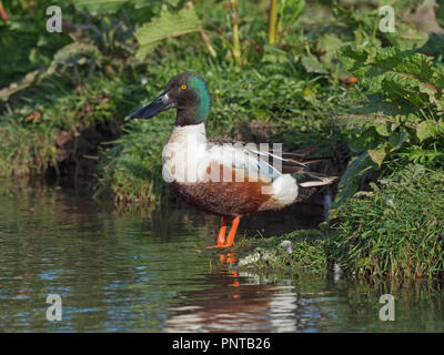 Northern Mestolone Anas clypeata Cley maschio Norfolk può Foto Stock