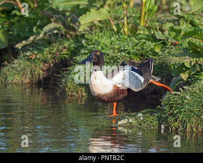 Northern Mestolone Anas clypeata Cley maschio Norfolk può Foto Stock