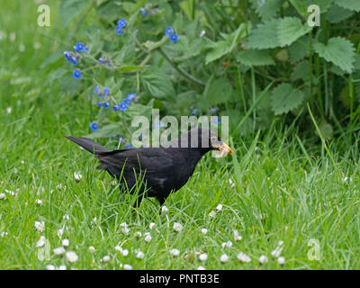 Merlo Turdus merula maschio la raccolta di cibo per i giovani Holt Norfolk molla Foto Stock