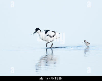 Pied Avocetta Recurvirostra avosetta e un giorno il vecchio pulcino North Norfolk può Foto Stock