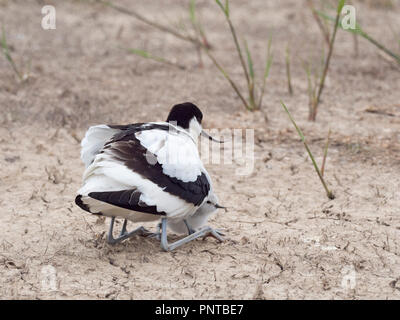 Pied Avocetta Recurvirostra avosetta meditabondo due pulcini di un giorno North Norfolk può Foto Stock