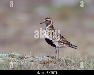 European Golden Plover Pluvialis apricaria maschio molla Shetland Foto Stock