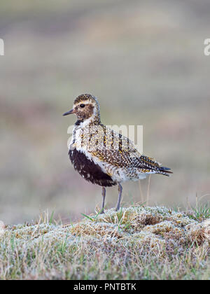 European Golden Plover Pluvialis apricaria maschio molla Shetland Foto Stock