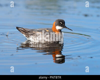 Rosso Colli Phalarope Phalaropus lobatus Shetland femmina Giugno Foto Stock