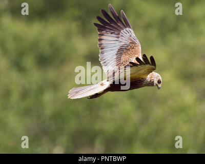 Western Marsh Harrier Circus aeruginosus Minsmere Suffolk Giugno Foto Stock