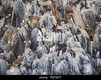 Guillemots & Kittiwakes nidificazione sulla scogliera Isola di fiocco farne Islands Northumberland estate Foto Stock