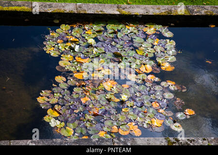 Giglio di acqua le foglie in autunno a Parcevall giardini. vicino Appletreewick, Skipton, Yorkshire Dales National Park Regno Unito Foto Stock