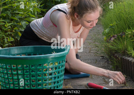 Donna tirando le erbacce nel giardino a mano Foto Stock