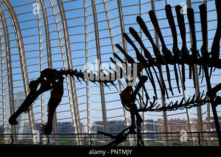 Scheletri di dinosauro nel museo della scienza nella Città delle Arti e delle Scienze di Valencia, Spagna Foto Stock