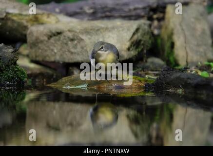 Wagtail giallo bird accanto ad un laghetto Foto Stock
