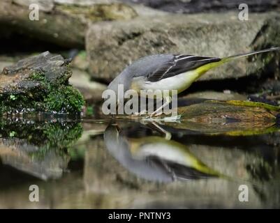 Wagtail giallo bird accanto ad un laghetto Foto Stock
