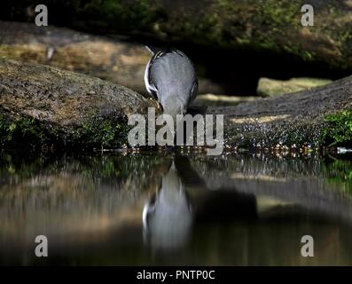 Wagtail giallo bird accanto ad un laghetto Foto Stock