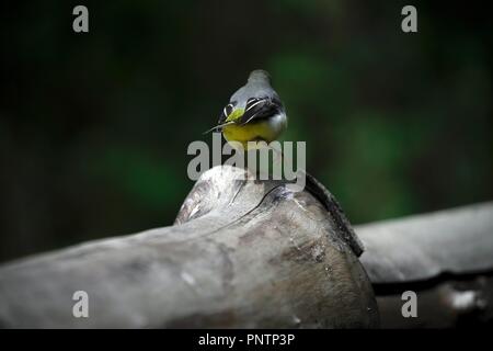 Wagtail giallo bird accanto ad un laghetto Foto Stock