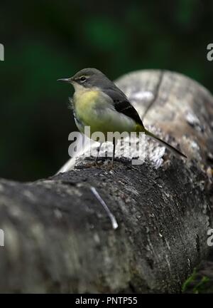 Wagtail giallo bird accanto ad un laghetto Foto Stock