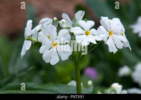 Sydney Australia, flowerhead di bianco primula fiori Foto Stock