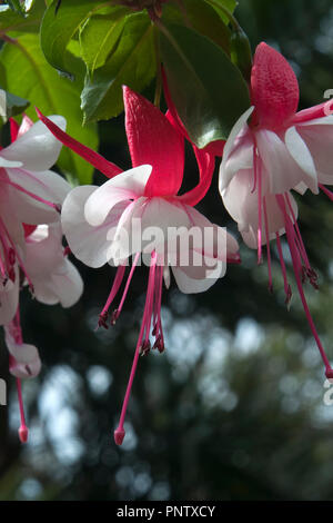 Sydney Australia, bianco e rosa fucsia fiori appesi dal ramo Foto Stock