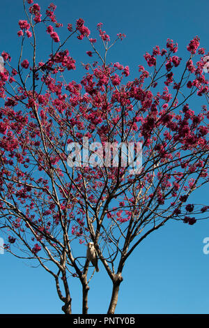 Sydney Australia, Kookaburra seduto in una fioritura di mela cotogna albero in fiore Foto Stock