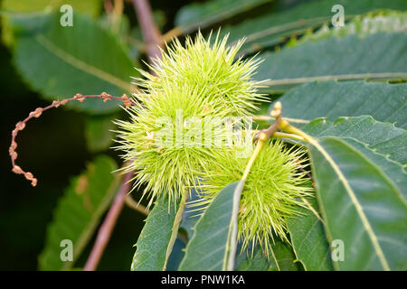 Sweet Chestnut - Castanea sativa foglie e castagne su albero Foto Stock