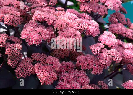 Sedum Zenox fiori di colore rosa con fogliame color porpora Foto Stock