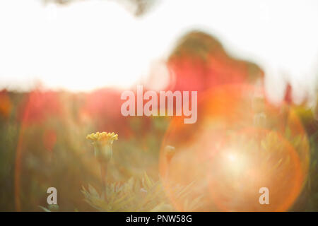 Flower Garden. Questo è uno dei fiori tra i molti fiori che trovano intorno il giardino fiorito. Sotto il sole nella luce del sole si aggiunge un altro golden f Foto Stock