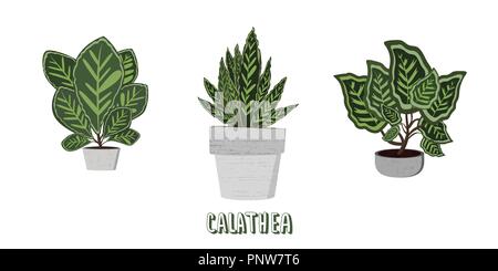 Calathea set. Houseplants sul vaso di cemento con l'etichetta di testo. Illustrazione Vettoriale. Illustrazione Vettoriale