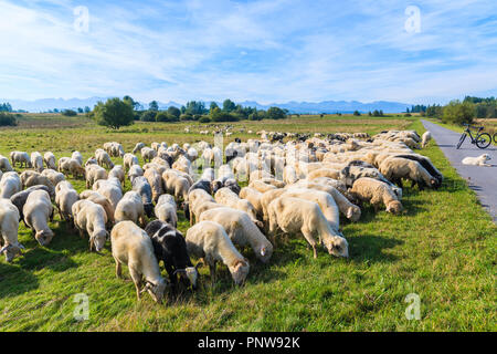 Le pecore pascolano sul prato verde vicino alla pista ciclabile in Czarny Dunajec village, Monti Tatra, Polonia Foto Stock