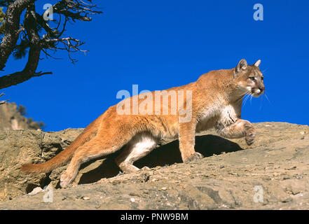 Stati Uniti d'America. Montana. Mountain Lion aggirava lungo la roccia. Foto Stock