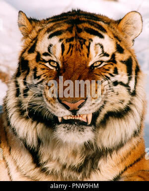 Outdoor close up ritratto di feroce ringhiando tigre siberiana. La Russia. Foto Stock