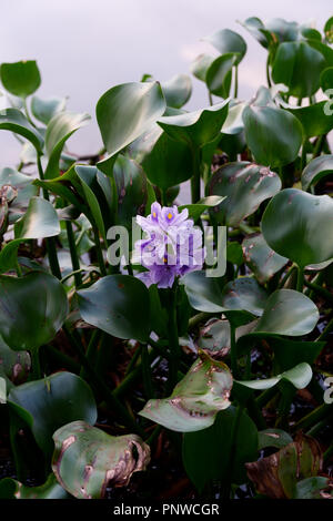 Flottante giacinto di acqua Foto Stock